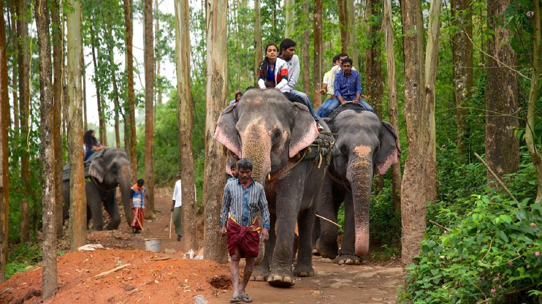 Elephant Ride in Kerala